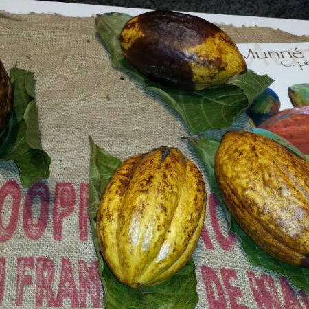 Frutos frescos y maduros de cacao